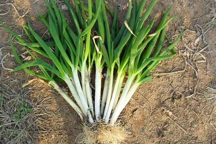 低磷血症是什么意思