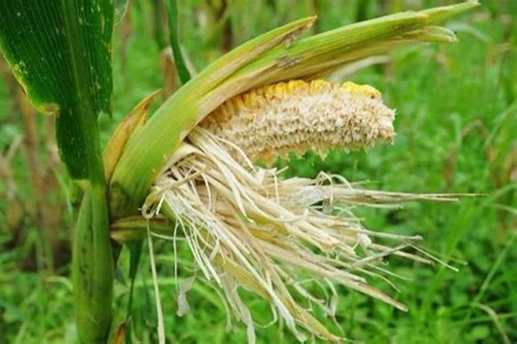 硼过量对植物的危害