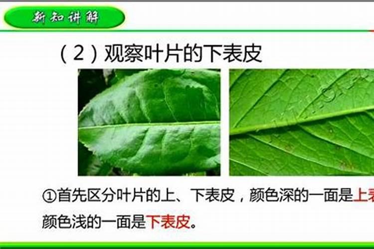 碳酸氢铵和平衡肥能一起用吗