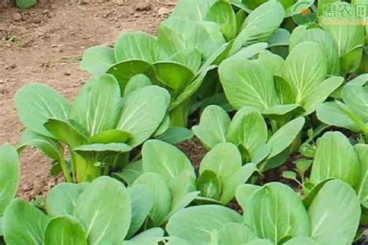 上海青种植时间和方法
