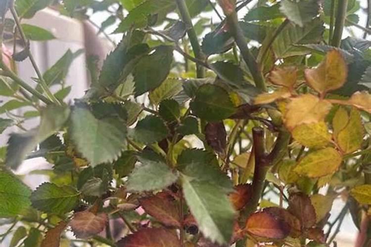 铁观音茶园施肥技术要求有哪些