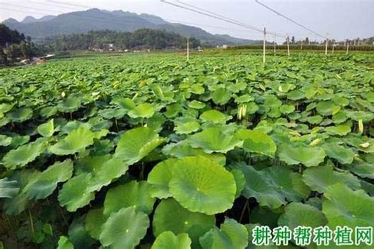 茄子用什么肥料好 怎么给茄子施肥