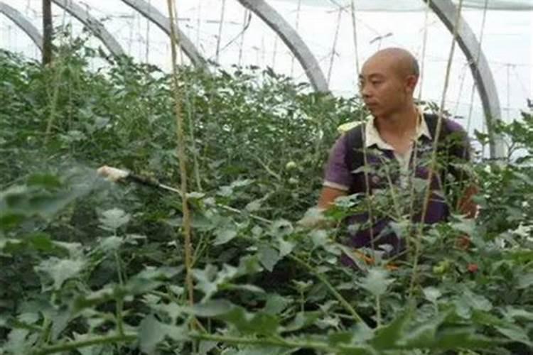 谷子种植100亩利润和成本