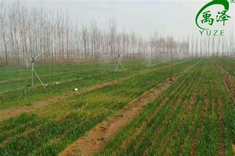 果树苗栽种后,第一年应施什么肥最好？