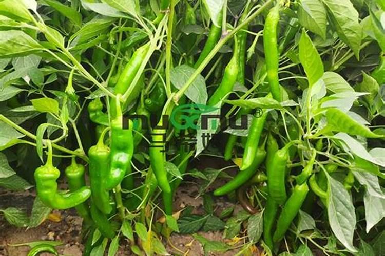 三角梅需要什么肥料三角梅怎么施肥