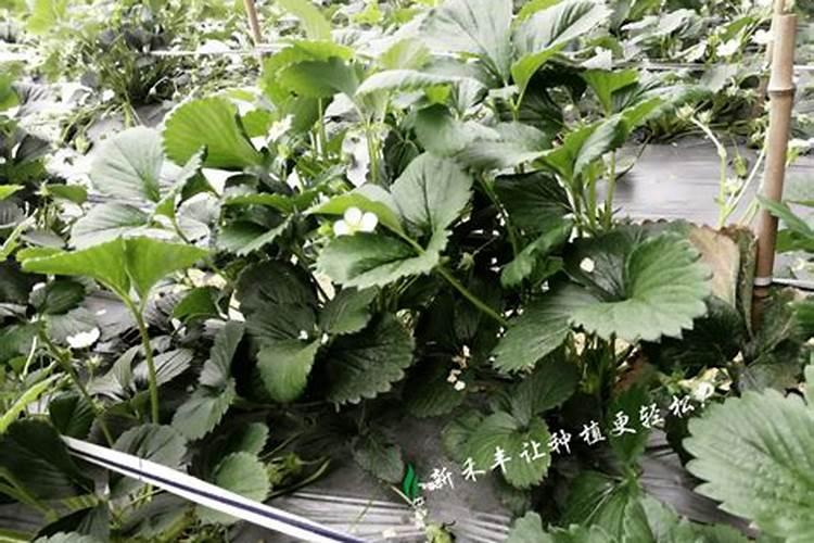 如何快速草莓开花