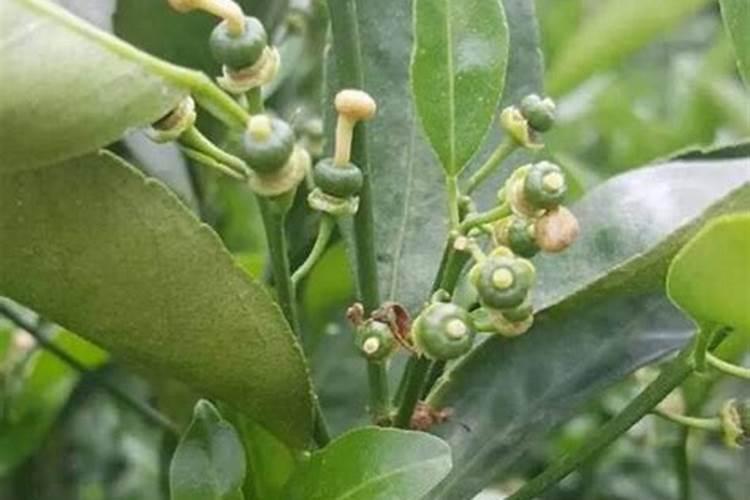 园林植物的施肥