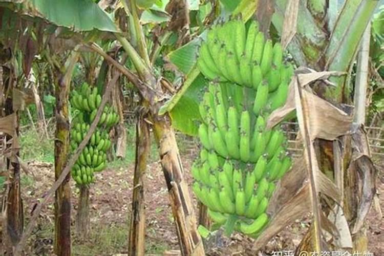 胡萝卜种植施肥技术要点有哪些 氮肥一半做基肥