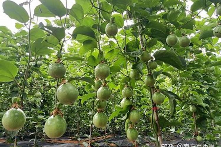 芸苔素喷施最佳时间