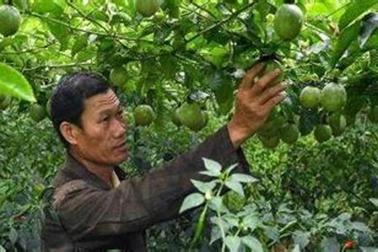 百香果施什么肥好