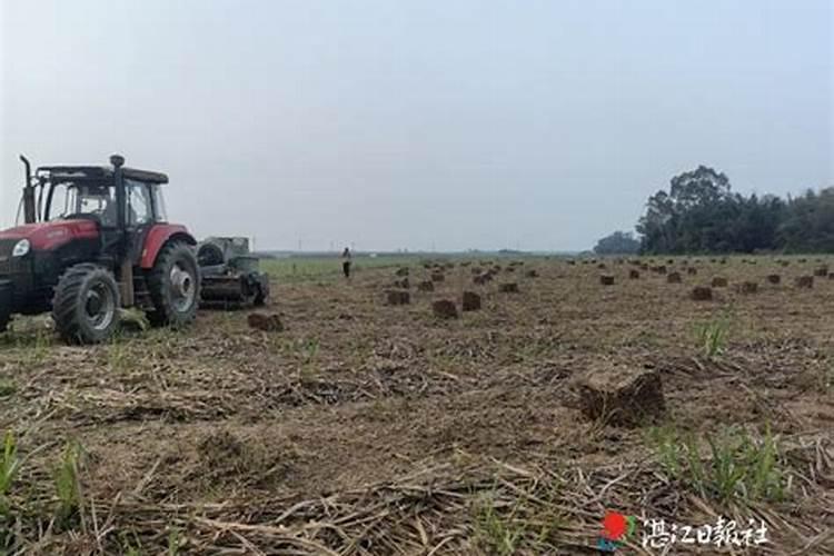 糖庶用什么肥料比较粗大？