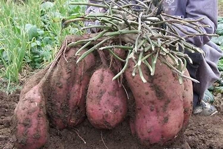 怎样简单辨别钾肥的真假与好坏？