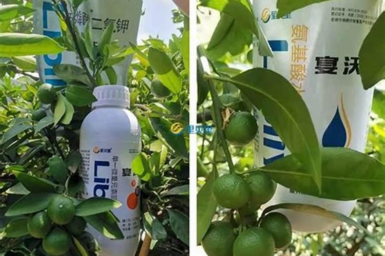 硝基肥与硫基肥的区别