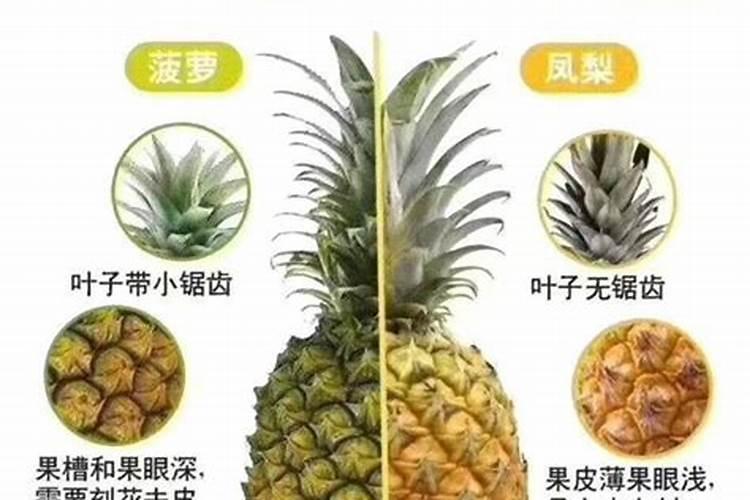凤梨好养吗,怎样养？