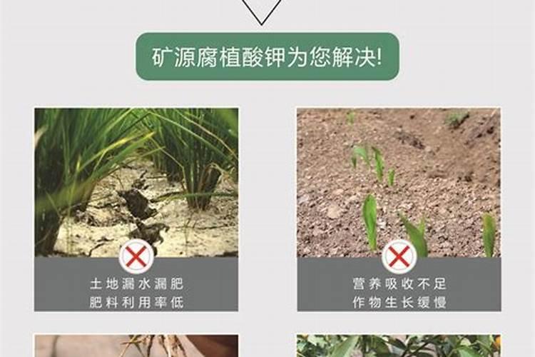 波尔多液可以合矿泉腐植酸钾混用吗