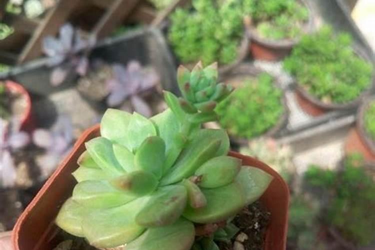 有机氮肥和无机氮肥的区别