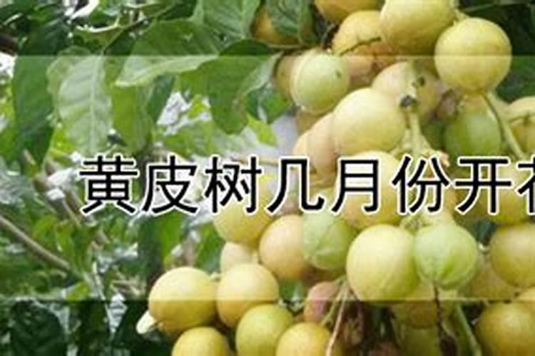 黄皮果树什么时候施肥最佳