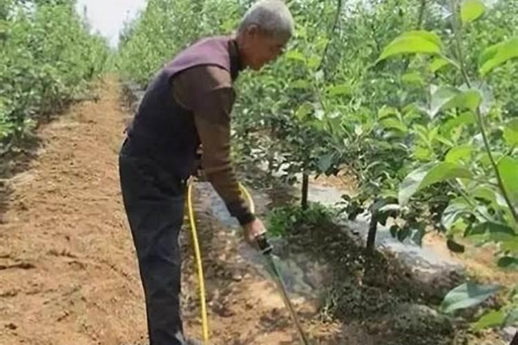 史丹利土活化剂能不能浇花