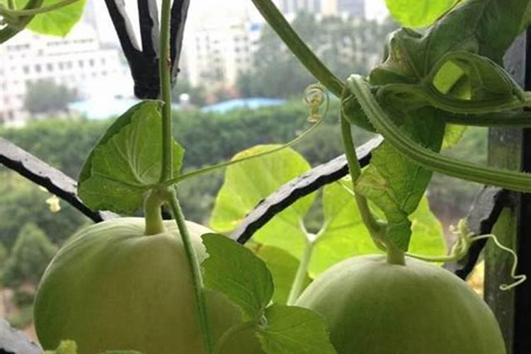 玉露怎么养得又肥又胖