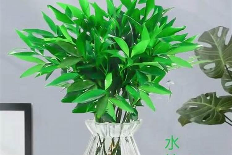 黄杨能用920喷叶面吗