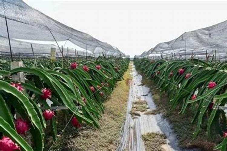 火龙果专用肥料 火龙果专用肥料有哪些