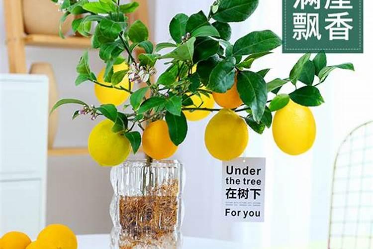 香水柠檬种植 香水柠檬种植方法