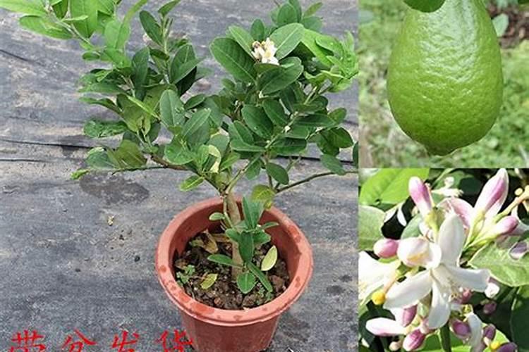 在柠檬树开花的时候,可以用磷酸二氢钾做肥料吗？