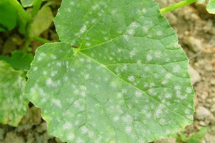 大蒜酵素配方做法大全