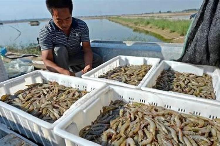 夏天小苗怎么浇水 夏季多肉小苗应该怎么样浇水