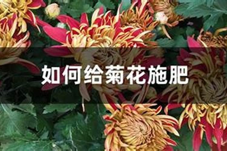 菊花施什么肥料长得好