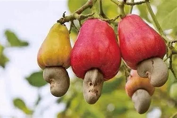 磷酸二氢钾用来根施好还是做叶面肥好？火龙果