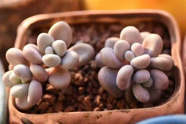 多肉施什么肥好多肉施什么肥