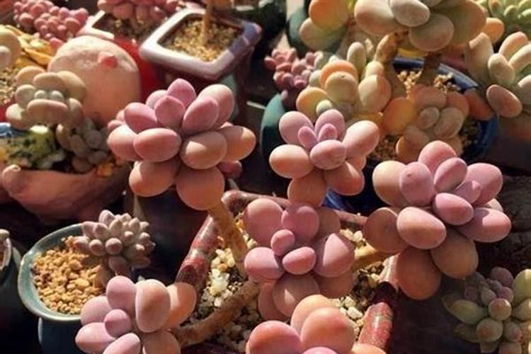 多肉施什么肥好多肉施什么肥