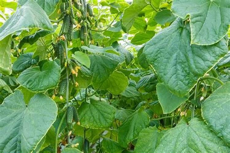 存放白菜时,菜上能撒白灰吗？