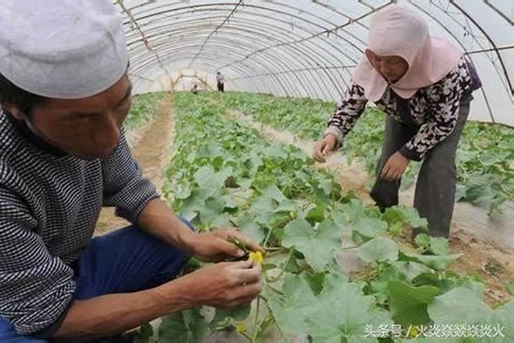 黄腐酸钾是什么肥料,附黄腐酸钾的功效及使用方法