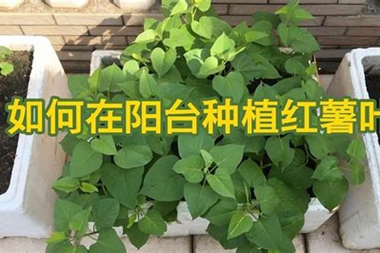 哈密瓜膨果期怎样施肥