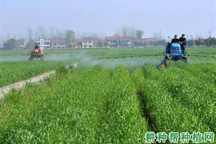 樱桃树几月份上水溶肥