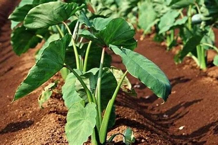 海芋的养殖方法,关于海芋水土培的养殖方法和注意事项