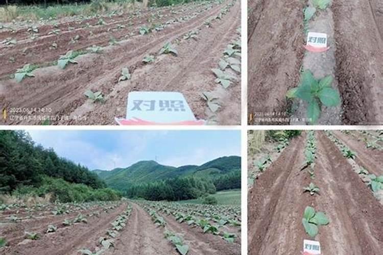 二维材料紫磷新进展Small:成功制备紫磷锑单晶,光催化产氢性能优异百度...