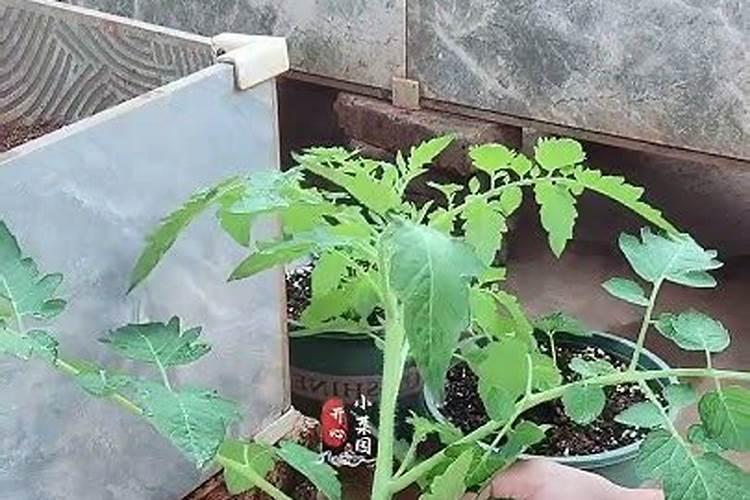 硼肥在什么时候喷施好(硼肥施肥要在雨天还是晴天)