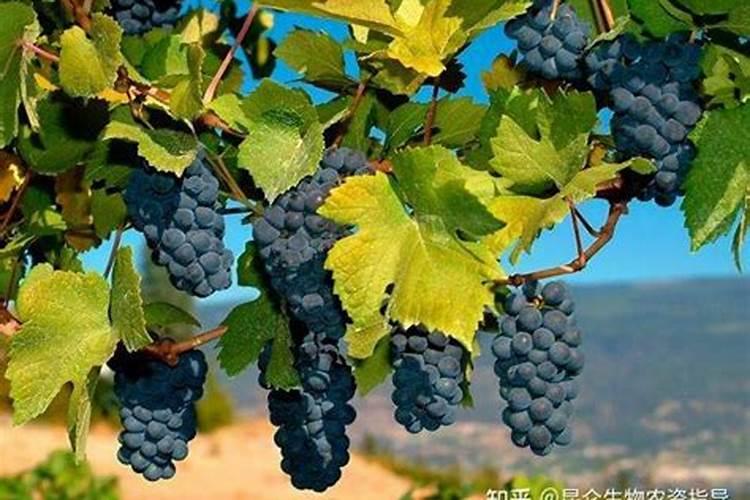 桃树用什么肥料最好