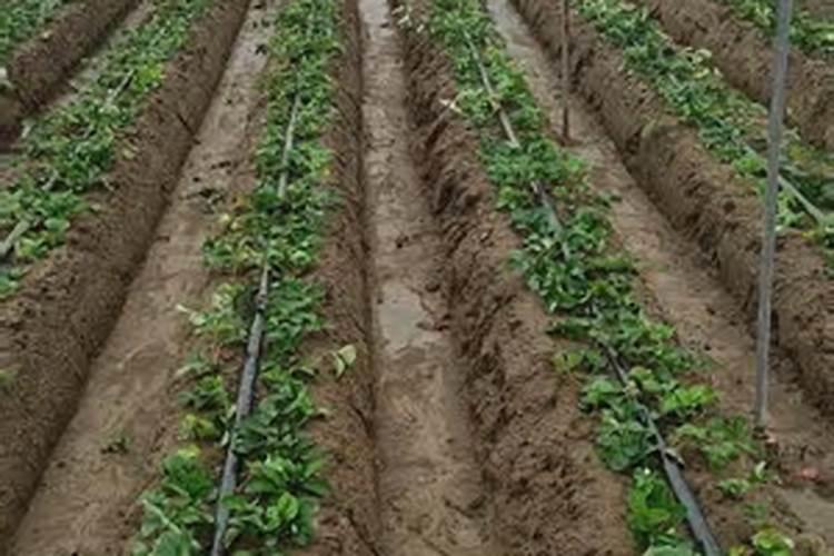 蓝莓专用肥料哪个牌子好