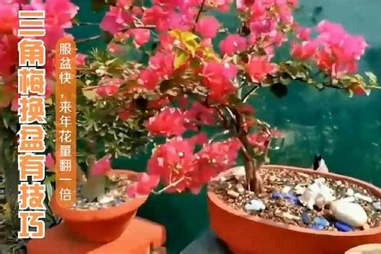 三角梅夏天换盆、修剪和盆土的配制方法