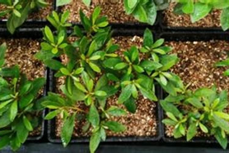 一颗猕猴桃用多少沼液,沼液里都含什么？对果树有什么好处？