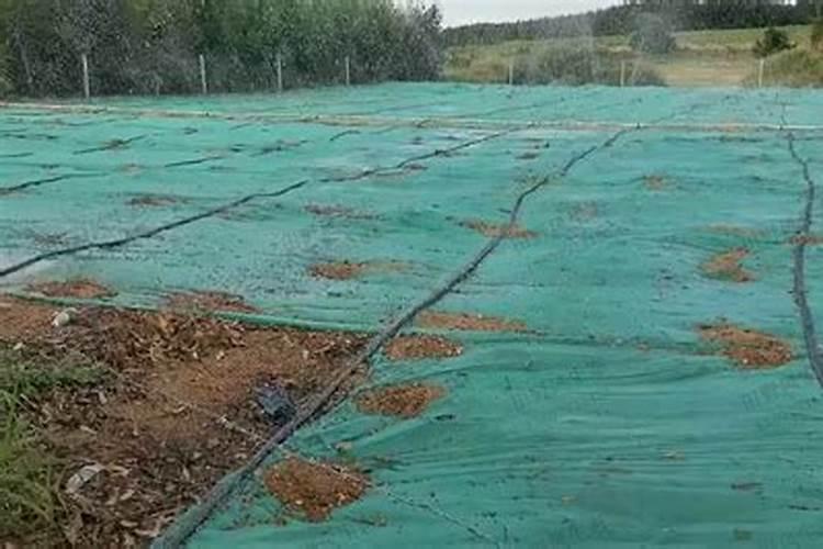 腐植酸肥料的作用和使用方法 腐植酸肥料的作用及功能