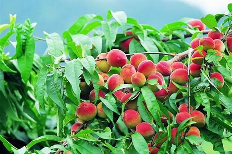 大疆无人机离心喷头和迷雾喷头哪个好