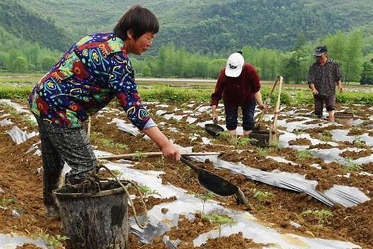 磷肥适合浇什么花