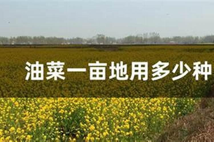 丝瓜适合用什么肥料？