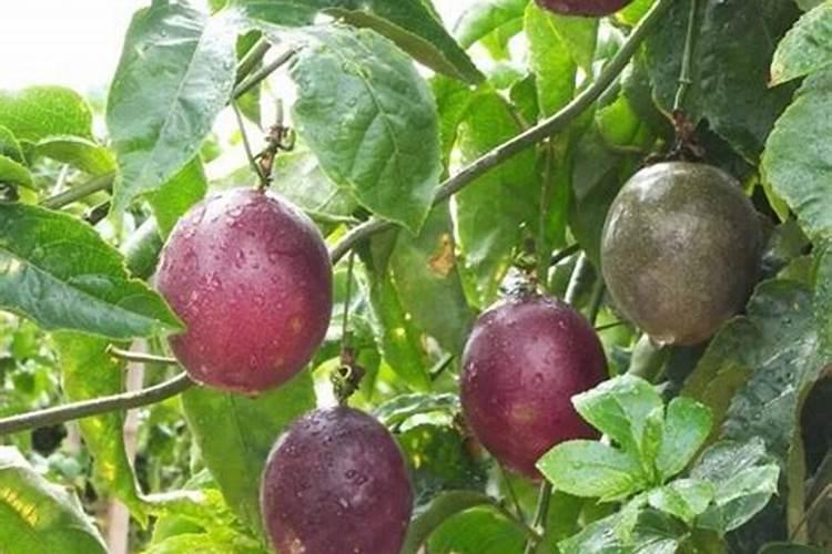 百香果施什么肥料最好