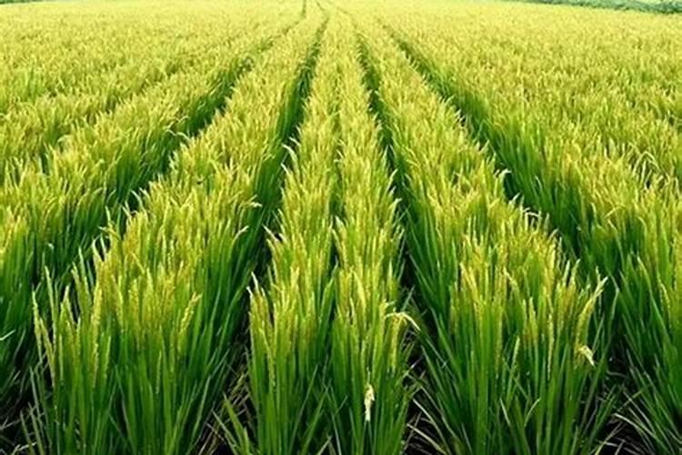 龙眼喷什么叶面肥果子大个